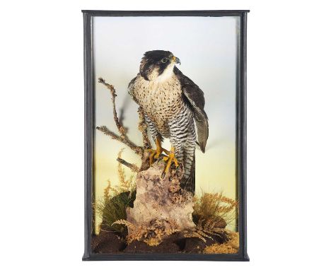 Taxidermy: A Cased Gyr X Peregrine Falcon (Falco rusticolus-Falco peregrinus), circa 2014, captive bred, a large adult cross 