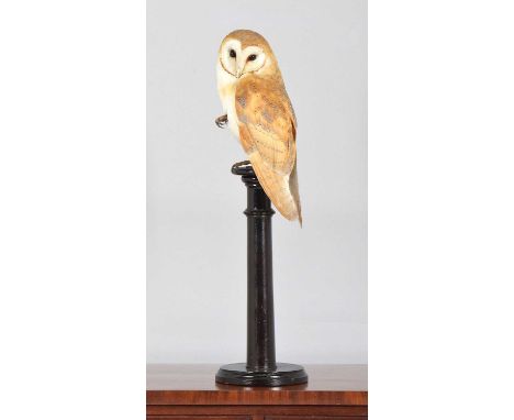 Taxidermy: European Barn Owl (Tyto alba), dated 2023, by A.J. Armitstead, Taxidermist & Naturalist, Darlington, Co Durham, a 