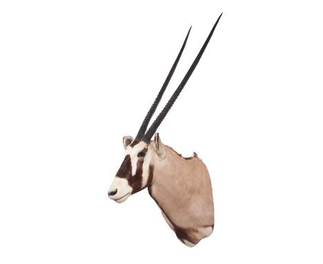 Taxidermy: Gemsbok Oryx (Oryx gazella), dated 2008, South Africa, Rowland Ward Record Class, a high-quality large adult male 