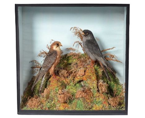 Taxidermy: A Cased Pair of Red-footed Falcons (Falco vespertinus), 1851-1857, by T.M. Williams, Naturalist, 155 Oxford Street