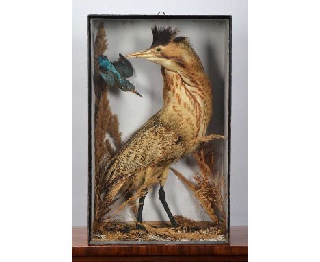 Taxidermy: A Late Victorian Cased European Bittern and Common Kingfisher, circa 1880-1900, a full-mount adult Bittern with he