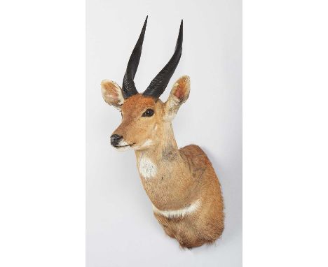 Taxidermy: Cape Bushbuck (Tragelaphus sylvaticus), circa 2005, South Africa, a high-quality adult male shoulder-mount looking