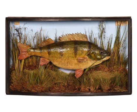 Taxidermy: A Large Cased Common Perch (Perca fluviatilis), circa 1880-1900, by J.Bolton, Friendly Street, Deptford, a large s