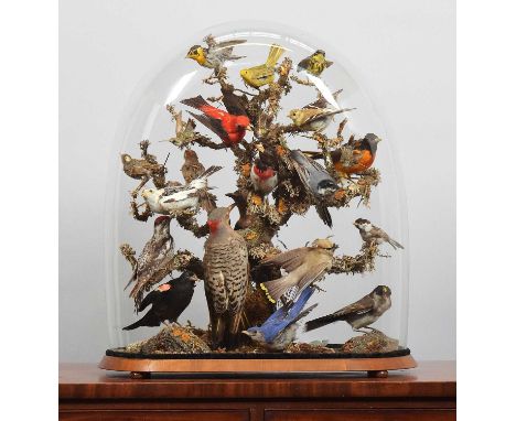 Taxidermy: A Late Victorian Dome of North and South American Birds, circa 1880-1900, a colourful display of twenty three vari