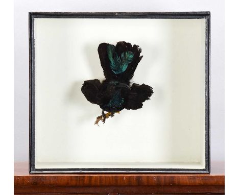 Taxidermy: A Late Victorian Cased Paradise Riflebird (Ptiloris paradiseus), 1880-1900, a full-mount antique male with his tai