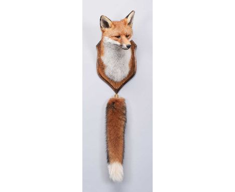 Taxidermy: A European Red Fox Mask (Vulpes vulpes), dated 2021, by A.J. Armitstead, Taxidermy, Darlington, Co Durham, a super