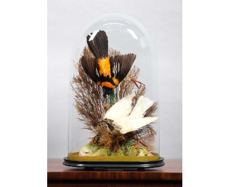 Taxidermy: A Late Victorian Dome of North &amp; South American Tropical Birds, circa 1870-1900, a typical period display cont