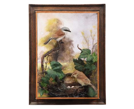 Taxidermy: A Wall Cased Pair of Red-Backed Shrikes (Lanius collurio), dated 2012, by A.J. Armitstead, Taxidermist &amp; Natur