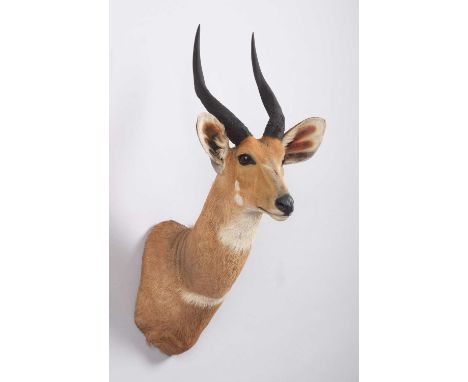 Taxidermy: Cape Bushbuck (Tragelaphus sylvaticus), late 20th century, South Africa, an adult male shoulder-mount with head tu