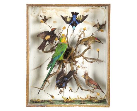 Taxidermy: A Late Victorian Case of North and South American Birds, circa 1870-1900, to include - Red-legged honeycreeper, Ye