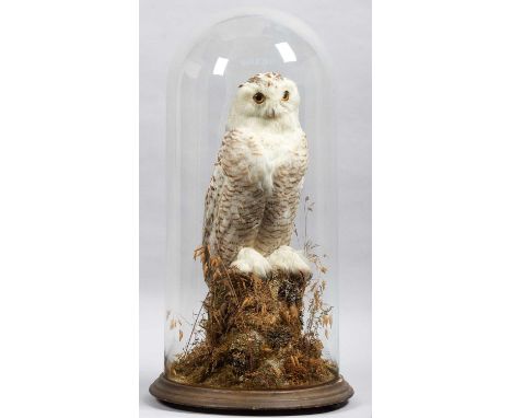 Taxidermy: A Late Victorian Snowy Owl (Nyctea scandiaca), circa 1880-1900, a high-quality full-mount adult female looking str