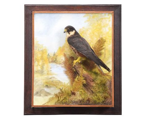 Taxidermy: A Wall Cased Northern Hobby (Falco subbuteo), captive bred, dated 2007, by A.J. Armitstead, Taxidermy, Darlington,