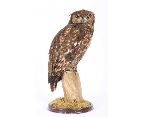 Taxidermy: African Spotted Eagle-Owl (Bubo africanus), modern, captive bred, circa 21st century, a full-mount adult with head