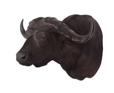 Taxidermy: Cape Buffalo (Syncerus caffer), modern, South Africa, by First Class Trophy Taxidermy, Denmark, a superb-quality a