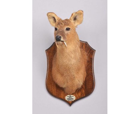Taxidermy: Chinese Water Deer (Hydropotes inermis inermis), dated 2002, a high-quality adult male shoulder-mount, with head t