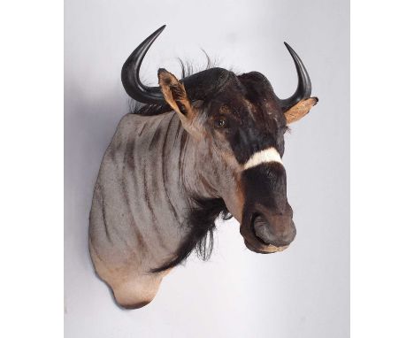 Taxidermy: Brindled Gnu (Connochaetes johnstoni), circa 21st century, a high-quality adult male shoulder-mount with head turn
