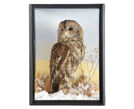 Taxidermy: A Cased Tawny Owl (Strix aluco), dated 2007, a high-quality full-mount with head turning looking to the right, per