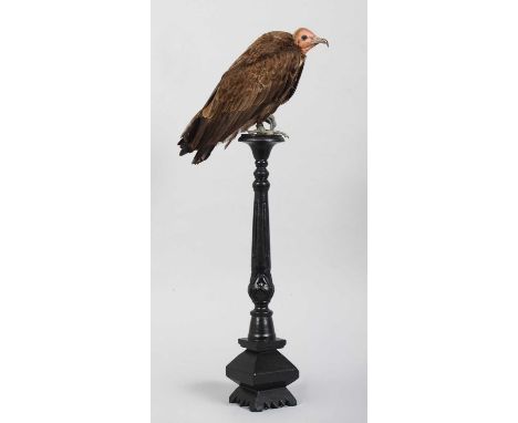 Taxidermy: Hooded Vulture (Necrosyrtes monachus), captive bred, modern, by Carl Church, Taxidermy, Pickering, Nth Yks, a high