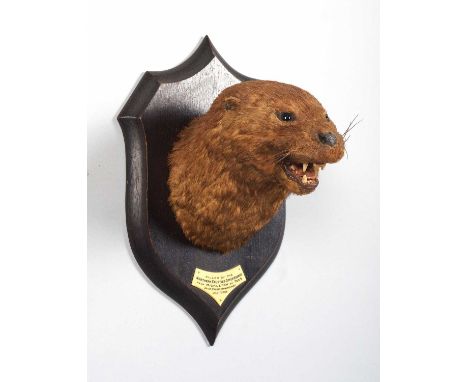 Taxidermy: A European Otter Mask (Lutra lutra), dated 1926, by Rowland Ward Ltd "The Jungle", 167 Piccadilly, London, an adul