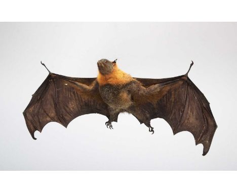 Taxidermy: Grey-headed Flying Fox (Pteropus poliocephalu), late 20th century, a high-quality full-mount adult with wings outs