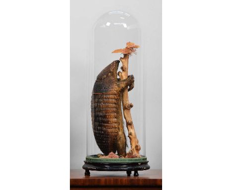 Taxidermy: Screaming Hairy Armadillo (Chaetophractus vellerosus), early 20th century, a full-mount antique adult in standing 