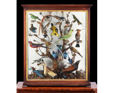 Taxidermy: A Mid-Victorian Irish Cased Display of Tropical Birds, circa 1861-1880, Preserved by Elizabeth Glennon, Taxidermy,