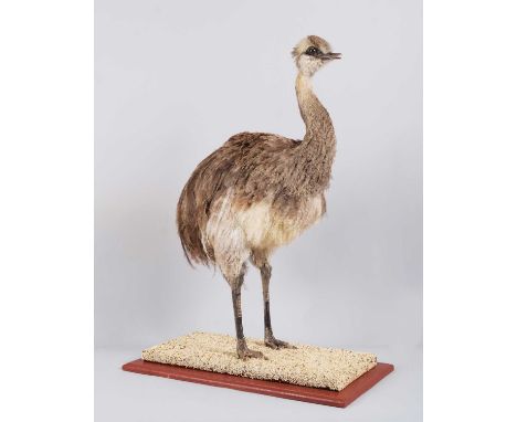 Taxidermy: A Greater Rhea or South American Ostrich Chick (Struthio americanus), modern, a full-mount chick with head turning