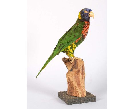 Taxidermy: Rainbow Lorikeet (Trichoglossus moluccanus), late 20th century, a full-mount adult with head turning to the right,