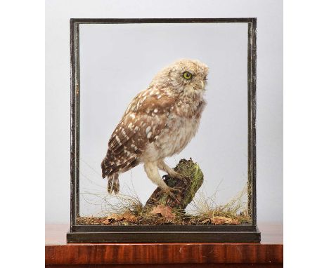 Taxidermy: A Cased European Little Owl (Athene noctua), circa 1900-1930, by Rowland Ward Ltd, Taxidermy, 167 Piccadilly, Lond