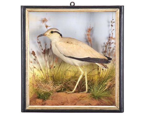 Taxidermy: A Late Victorian Cream-Coloured Courser, (Cursorius cursor), a full-mount adult stood upon sanded groundwork, amid