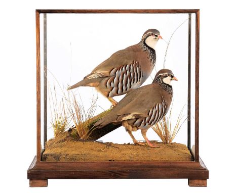 Taxidermy: A Cased Pair of Red-legged Partridge (Alectoris rufa), late 20th century, a pair of high-quality full-mount adults