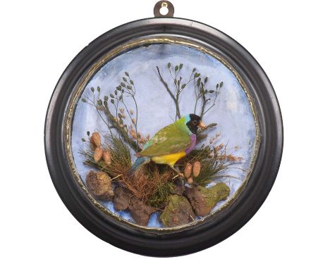 Taxidermy: A Victorian Wall Cased Black-Headed Gouldian Finch (Erythrura gouldiae), by F. Askew &amp; Sons, Naturalists, To H
