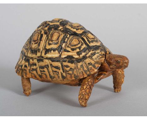 Taxidermy: Leopard Tortoise (Stigmochelys pardalis), circa late 20th century, a full-mount adult in standing position, overal