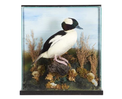Taxidermy: A Cased Bufflehead Duck (Bucephala albeola), late 20th century, by Gary Peg, Taxidermy, Melbourne, Australia, a fu