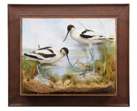 Taxidermy: A Wall Cased Family Group of Pied Avocets (Recurvirostra avosetta), captive bred, dated 2015, by A.J. Armitstead, 