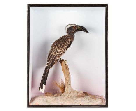 Taxidermy: A Cased African Grey Hornbill (Lophoceros nasutus), a full-mount male perched atop a small tree stump, issuing fro