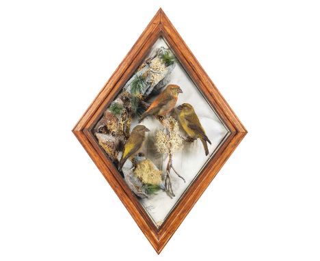 Taxidermy: A Wall Cased Trio of Crossbills (Loxia curvirostra), dated 2006, birds mounted by Deane Barlow, Taxidermy, Braintr