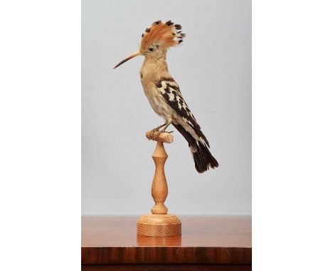Taxidermy: A European Hoopoe (Upupa epops), circa early-mid 20th century, a full-mount adult sat atop a later turned oak bird