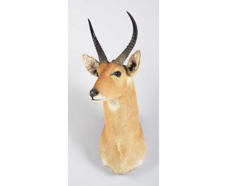Taxidermy: Southern Common Reedbuck (Redunca arundinum), circa 2005, South Africa, a high-quality adult male shoulder-mount w