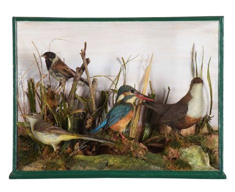 Taxidermy: A Cased Collection of British Birds, circa 1920, by D.Garside of Torquay, all full-mount adults, to include - a Ye