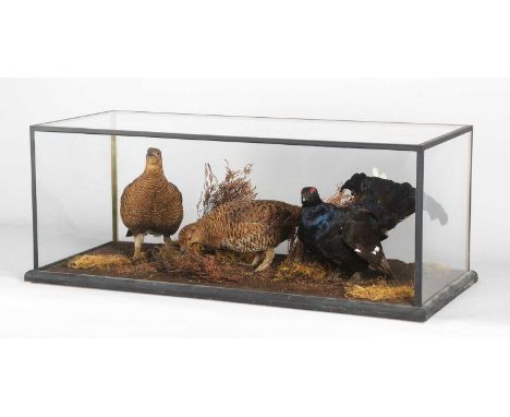 Taxidermy: A Trio of Cased Black Grouse (Lyrurus tetrix), modern, a full-mount adult cockbird with two hen birds besides, all