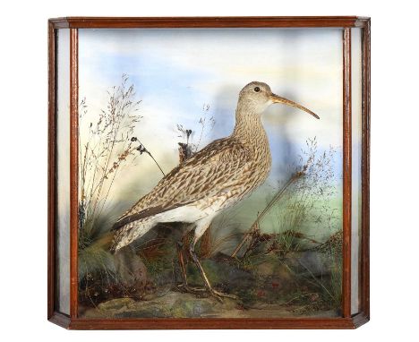 Taxidermy: A Cased Eurasian Curlew (Numenius arquata), circa 1900-1930, Samuel Harrop, Taxidermy, Regent Street, Sheffield, a