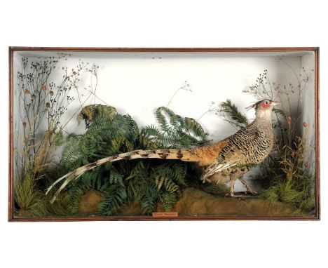 Taxidermy: A Late Victorian Cased Cheer or Wallich's Pheasant (Catreus wallichii), circa 1838-1906, by J.A. Cole, Castle Mead
