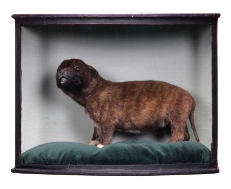Taxidermy: A Cased Staffordshire Bull Terrier Puppy (Canis familiaris), modern, a small-preserved puppy with head turning to 