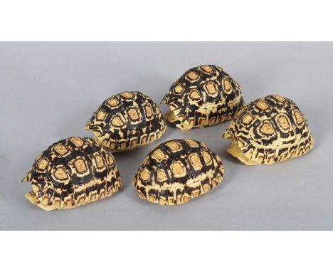 Natural History: Five Leopard Tortoise Shells (Stigmochelys pardalis), circa late 20th century, a group of five juvenile shel