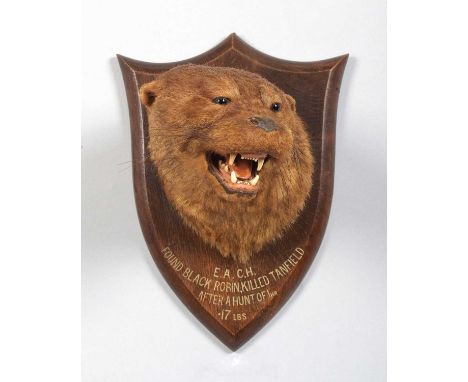 Taxidermy: Eurasian Otter Mask (Lutra lutra), circa 1920-1930, by Peter Spicer &amp; Sons, Taxidermists, Leamington, a high-q