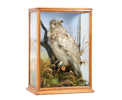 Taxidermy: A Late Victorian Cased North American Great Horned Owl (Bubo virginianus), circa 1880-1900, a high-quality full-mo