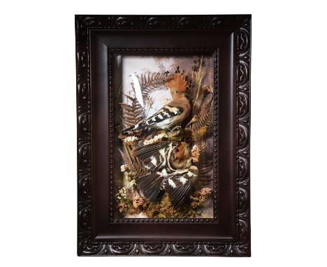 Taxidermy: A Wall Cased Pair of European Hoopoe (Upupa epops), modern, a pair of full-mount adults, one perched upon a short 