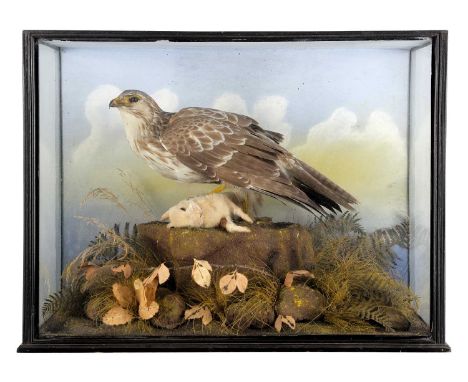 Taxidermy: An Edwardian Cased Common Buzzard (Buteo buteo), circa 1900-1920, by Ecutt &amp; Crabtree, Naturalists, Newport, a