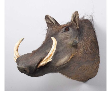 Taxidermy: Common Warthog (Phacochoerus africanus), late 20th century, South Africa, a high-quality adult shoulder-mount, loo